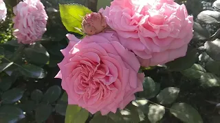 Розы. Второе цветение роз Эшли, Мария Антуанетта, Космос.