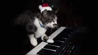 The Pianist Funny Cat-Try Not To laugh challenge-The Sensational Funny Cat