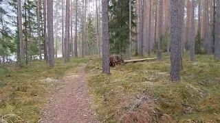 ПРОГУЛКА ПО ЛЕСУ ВОКРУГ *БЕЛОГО ОЗЕРА*