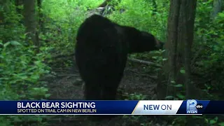 Black bear spotted in New Berlin