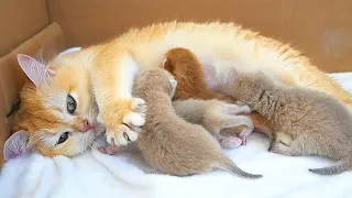 Mom cat kneads her tiny sweet pies and purrs loudly