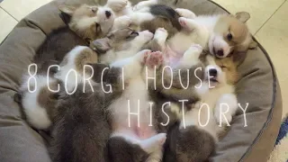 [ENG] "8Corgi House - History"  Ep1. Six Welsh Corgis were born.
