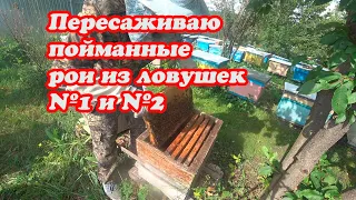 ПЕРЕСАДКА РОЁВ ИЗ ЛОВУШЕК №1 и №2, ЕДУ СНИМАТЬ 10 ЛОВУШЕК С РОЯМИ