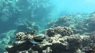 Snorkeling | Maui 2012
