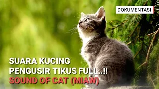 Suara Kucing Untuk Mengusir Tikus