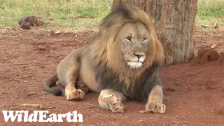 WildEarth - Sunset Safari - 01 Nov 2022