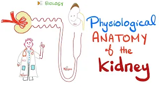Kidney Physiology Introduction