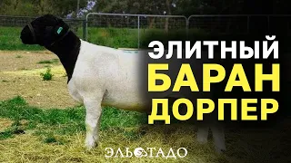 Баран Дорпер, аукцион в Германии! Дорпер овцы в России цена? Разведение домашних овец!