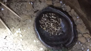 Messor Structor - collecting seeds - time lapse