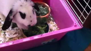 angry growling bunny protecting her food