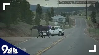 Officials close road so moose and her 2 calves can safely cross