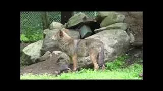 With Six Red Wolf Pups - It Takes Two