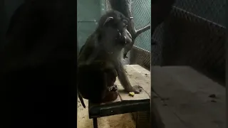 Дикие обезьяны (версия зоопарк)