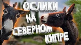 Ослы в районе Карпас, Северный Кипр