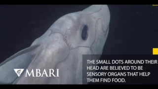 mystery ghost shark caught on camera for the first time