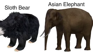 Rainforest Animals Size Comparison without music