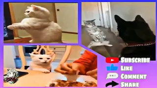 CATS | FUNNY SMART CATS VIDEO COMPILATION 2021😹🤣 #43