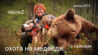 охота на медведя с лайками. весна2023. часть 2