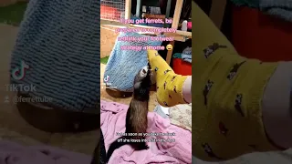 Ferret Attack: Adorable and Playful Foot Biting Fun! #ferrets #shorts #shortvideo