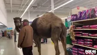 Man takes camel to PetSmart