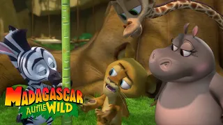 They Are Back! | Season 4 | MADAGASCAR A LITTLE WILD