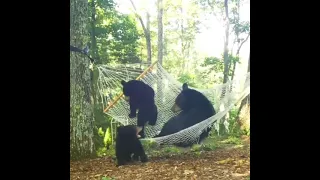 Bear cubs annoying mama bear