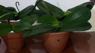 Phalaenopsis/doritaenopsis no vaso de cerâmica/repostando.o vídeo com menos ruído 😬