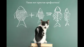 СМЕШНЫЕ КОТЫ И КОШКИ лучшее смешное видео за месяц (2019) – Смешные кошки МатрсокинТВ (Котоматрица)