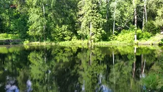 Звуки природы, пение птиц, звуки леса для релаксации сна медитации 8 часов. Relaxing Nature Sounds.