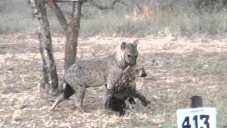 Hyena pup moving den