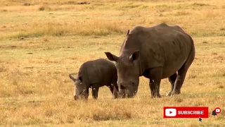 Beautiful landscapes and wildlife in Africa