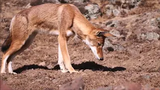 Ethiopian Wolf is on the prowl