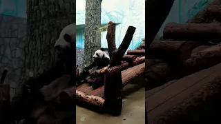 Панда 🐼 Катюша...Утро начинается с завтрака...Московский зоопарк.