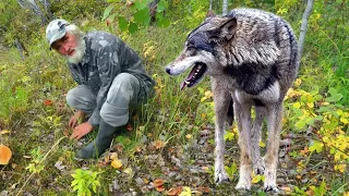 🐺 ВОЛК стоял и с МОЛЬБОЙ просил помощи у деда Степана!Случай в тайге!