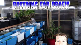 Breeding for Profit with Master Guppy Breeder Sam - New Greenhouse