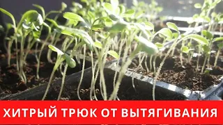 ХИТРЫЙ ТРЮК, если вытянулась РАССАДА