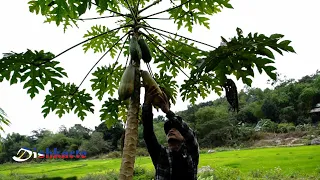WHAT I DID WITH GREEN PAPAYA FRUIT | LIVE WITH NATURE | EPISODE 58