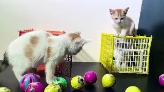 Introducing a Rescued Kitten to the Big Cat for the First Time