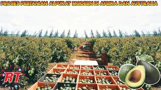 AFRICAN AND AUSTRALIAN AVOCADO MODERN AGRICULTURE | MODERN AGRICULTURAL TECHNOLOGY