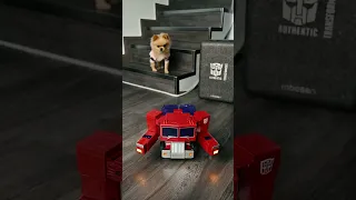 My dog also want Optimus Prime 🤗🤗🤗#robot #optimus #transformation #robosen #openboxes