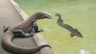 This Komodo Dragon Will Eat Wrong Prey
