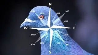 Pigeons' Brains: Navigation Abilities Linked to Special Neurons