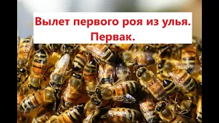 Тайная Жизнь Пчеловодов . Часть 1. Как снять оппозиционный рой.