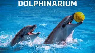 Dolphins Family Show🐬|| Dubai Dolphinarium🇦🇪 #dolphinarium #dubai #creekpark