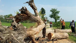 Poisoned by residents... Cut down many dry trees on the side of the village road.