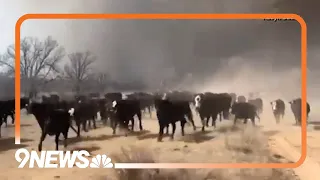 Smokehouse Creek Fire Explodes in Size, Scorches Texas Panhandle