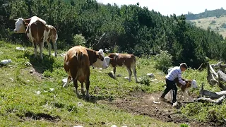 Bjeshka SHESTA E LIPËS - Reportazh