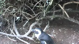 CRAZY Penguin Sound! Boulder Penguin colony, Simons Town, South Africa