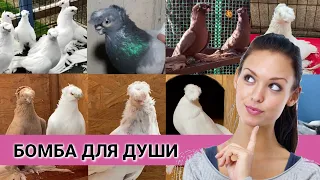 БОМБА ДЛЯ ДУШИ. Узбекские двухчубые голуби. Tauben. Pigeons