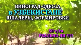 ВИНОГРАД в УЗБЕКИСТАНЕ, ШПАЛЕРЫ ВИНОГРАДА И ФОРМИРОВКИ